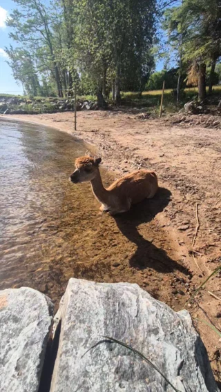 Instagram post from alpacabeach.se. This post is in position 3.