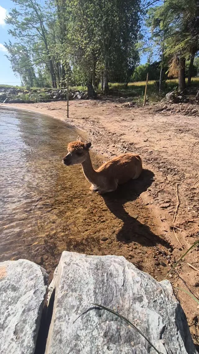 Instagram post from alpacabeach.se. This post is in position 2.