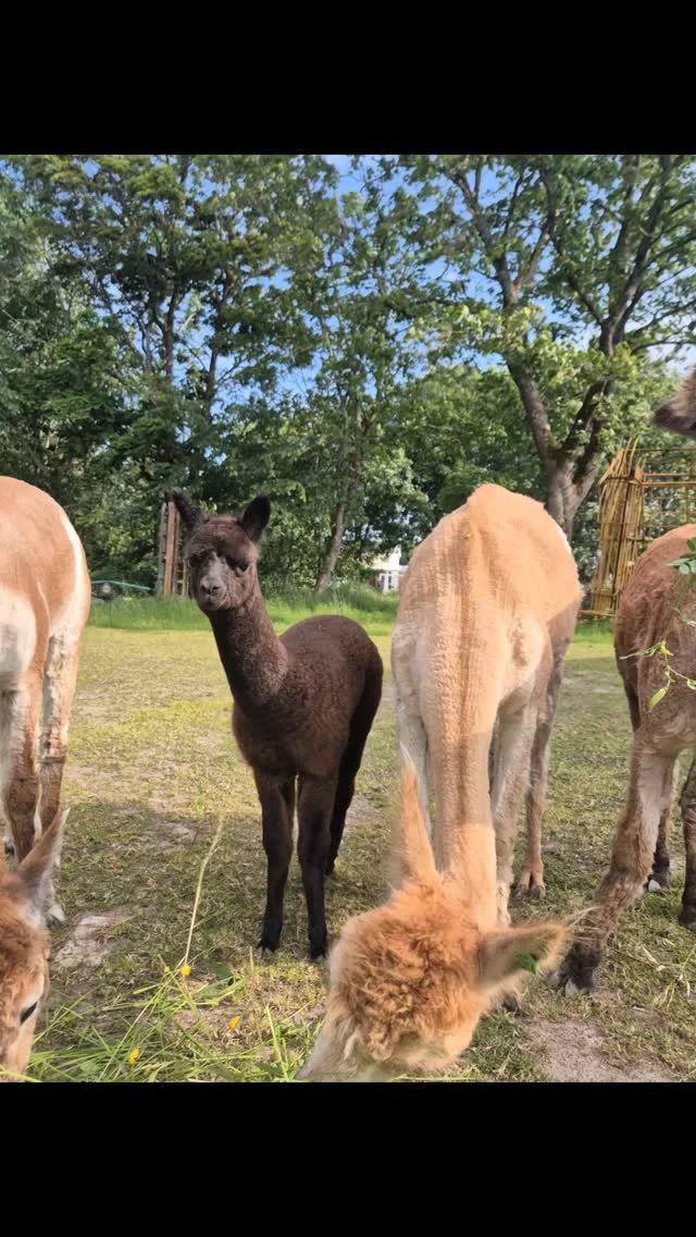 Instagram post from alpacabeach.se. This post is in position 5.