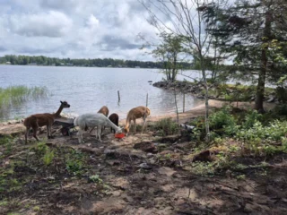 Instagram post from alpacabeach.se. This post is in position 4.