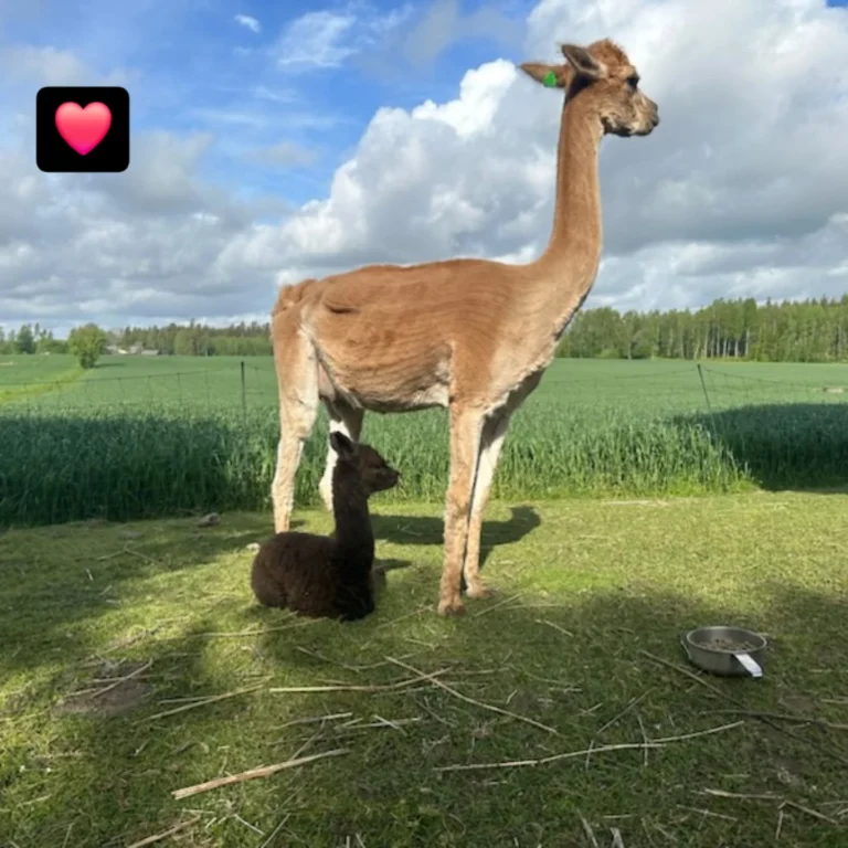 Instagram post from alpacabeach.se. This post is in position 6.