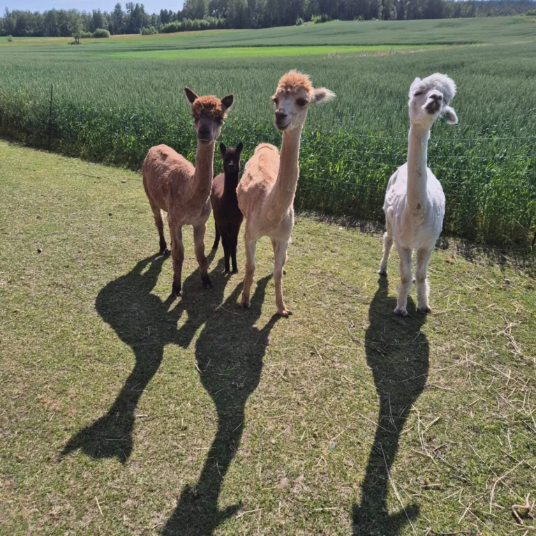 Instagram post from alpacabeach.se. This post is in position 4.