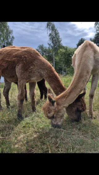 Instagram post from alpacabeach.se. This post is in position 2.